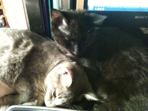 Two cats snuggling on a desktop